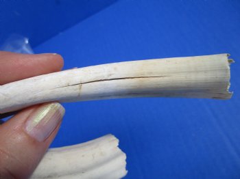 Two Warthog tusk, 5-1/4 and 5-3/8 inches, 2.5 ounces - Buy these 2 for $8.50 each