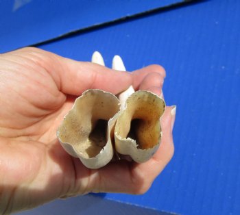 Two Warthog tusk, 5-1/4 and 5-3/8 inches, 2.5 ounces - Buy these 2 for $8.50 each