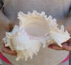 One 9 inches Hand Picked Giant Murex Shells, Murex Ramosus, a Large Decorative Shell  - You are buying this <font color=red> Hand Picked </font> one for $24.99