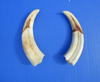 Two Warthog tusk, 5-3/8 inches, 2.4 ounces - Buy these 2 for $10 each