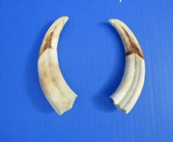 Two Warthog tusk, 5...