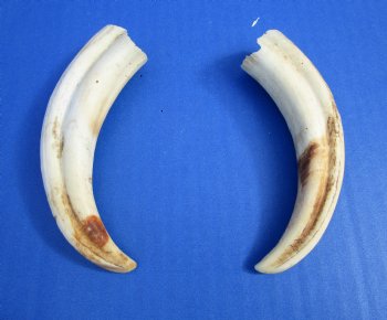Two Warthog tusk, 5-3/8 inches, 2.4 ounces - Buy these 2 for $10 each