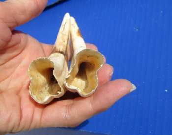 Two Warthog tusk, 5-3/8 inches, 2.4 ounces - Buy these 2 for $10 each