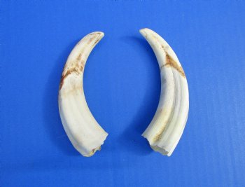 Two Warthog tusk, 5-1/4 and 5-3/8 inches, 2.2 ounces - Buy these 2 for $10 each