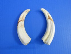 Two Warthog tusk, 5...