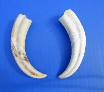 Two Warthog tusk, 5-1/4 and 5-3/8 inches, 2.2 ounces - Buy these 2 for $10 each