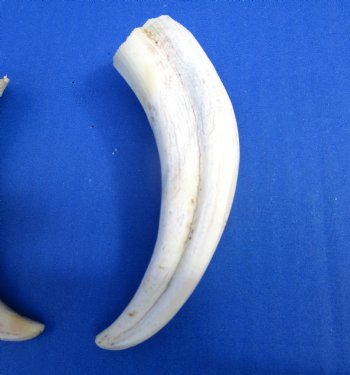 Two Warthog tusk, 5-1/4 and 5-3/8 inches, 2.2 ounces - Buy these 2 for $10 each