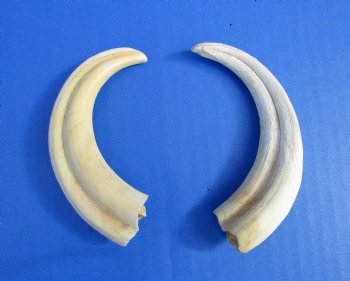 Two Warthog tusk, 5-1/4 and 5-1/2 inches, 2.10 ounces - Buy these 2 for $10 each
