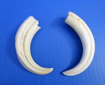 Two Warthog tusk, 5-1/4 and 5-1/2 inches, 2.10 ounces - Buy these 2 for $10 each