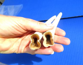 Two Warthog tusk, 5-1/4 and 5-1/2 inches, 2.10 ounces - Buy these 2 for $10 each