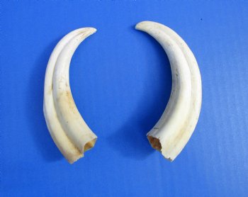 Two Warthog tusk, 5-1/4 and 5-3/4 inches, 2.4 ounces - Buy these 2 for $10 each