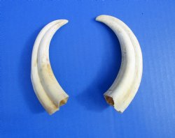 Two Warthog tusk, 5...