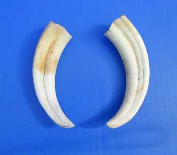 Two Warthog tusk, 5-1/4 and 5-3/4 inches, 2.4 ounces - Buy these 2 for $10 each