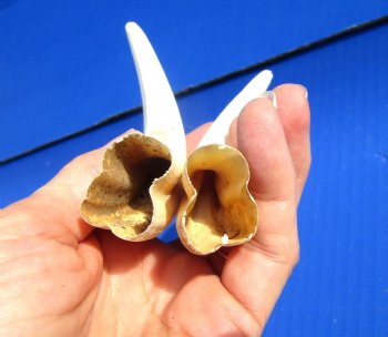 Two Warthog tusk, 5-1/4 and 5-3/4 inches, 2.4 ounces - Buy these 2 for $10 each