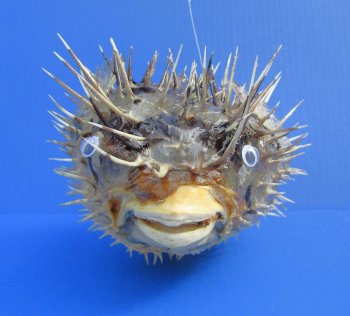 11-3/4 by 6-1/2 inches Hanging Dried Porcupine Fish for Sale <font color=red> With Very Sharp Spines </font> - Buy for $14.99