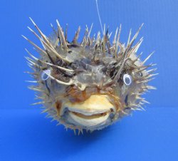 11-3/4 by 6-1/2 inches Hanging Dried Porcupine Fish for Sale <font color=red> With Very Sharp Spines </font> - Buy for $14.99