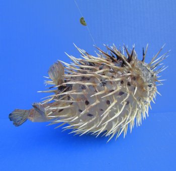 11-3/4 by 6-1/2 inches Hanging Dried Porcupine Fish for Sale <font color=red> With Very Sharp Spines </font> - Buy for $14.99