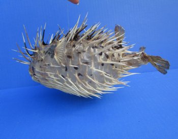 11-3/4 by 6-1/2 inches Hanging Dried Porcupine Fish for Sale <font color=red> With Very Sharp Spines </font> - Buy for $14.99