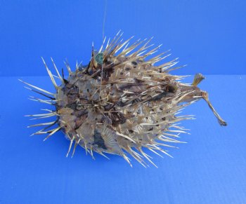 11-3/4 by 6-1/2 inches Hanging Dried Porcupine Fish for Sale <font color=red> With Very Sharp Spines </font> - Buy for $14.99