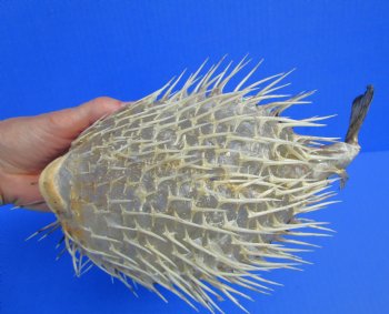 11-3/4 by 6-1/2 inches Hanging Dried Porcupine Fish for Sale <font color=red> With Very Sharp Spines </font> - Buy for $14.99