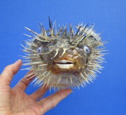 9-3/4 by 6-3/4 inches Hanging Dried Porcupine Fish for Sale <font color=red> With Very Sharp Spines </font> - Buy for $14.99