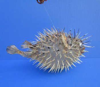 9-3/4 by 6-3/4 inches Hanging Dried Porcupine Fish for Sale <font color=red> With Very Sharp Spines </font> - Buy for $14.99