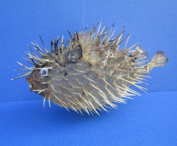 9-3/4 by 6-3/4 inches Hanging Dried Porcupine Fish for Sale <font color=red> With Very Sharp Spines </font> - Buy for $14.99