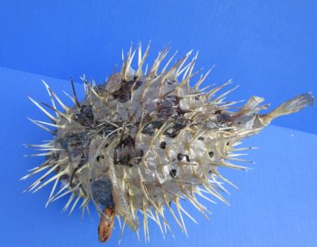 9-3/4 by 6-3/4 inches Hanging Dried Porcupine Fish for Sale <font color=red> With Very Sharp Spines </font> - Buy for $14.99