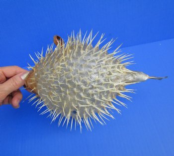 9-3/4 by 6-3/4 inches Hanging Dried Porcupine Fish for Sale <font color=red> With Very Sharp Spines </font> - Buy for $14.99