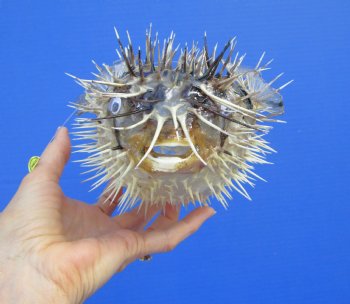 9-7/8 by 6-1/2 inches Hanging Dried Porcupine Fish for Sale <font color=red> With Very Sharp Spines </font> - Buy for $14.99