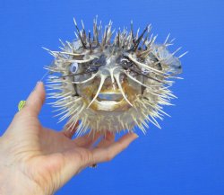 9-7/8 by 6-1/2 inches Hanging Dried Porcupine Fish for Sale <font color=red> With Very Sharp Spines </font> - Buy for $14.99