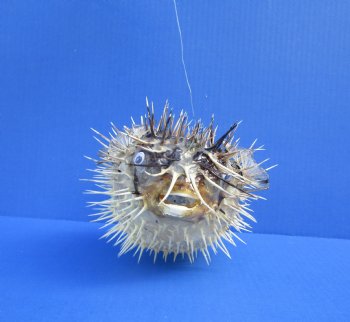 9-7/8 by 6-1/2 inches Hanging Dried Porcupine Fish for Sale <font color=red> With Very Sharp Spines </font> - Buy for $14.99