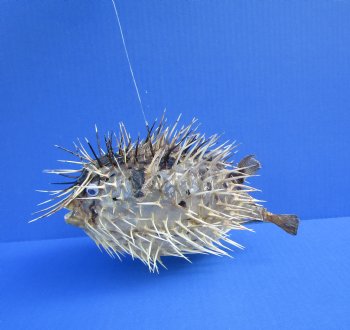 9-7/8 by 6-1/2 inches Hanging Dried Porcupine Fish for Sale <font color=red> With Very Sharp Spines </font> - Buy for $14.99