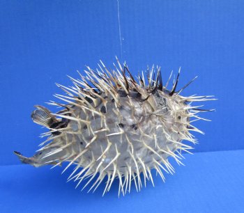 9-7/8 by 6-1/2 inches Hanging Dried Porcupine Fish for Sale <font color=red> With Very Sharp Spines </font> - Buy for $14.99
