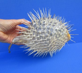 9-7/8 by 6-1/2 inches Hanging Dried Porcupine Fish for Sale <font color=red> With Very Sharp Spines </font> - Buy for $14.99