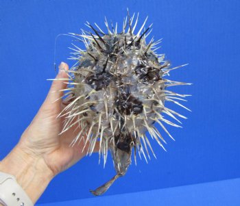 9-7/8 by 6-1/2 inches Hanging Dried Porcupine Fish for Sale <font color=red> With Very Sharp Spines </font> - Buy for $14.99