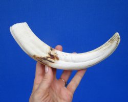 11 inches Large Warthog Tusk (<font color=red> 7 inches Solid</font>) (Has some cracks) for $68.99