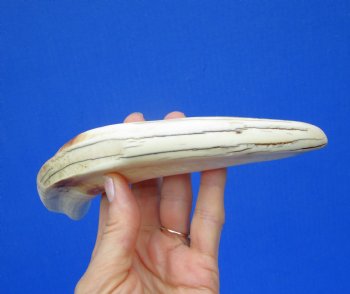 11 inches Large Warthog Tusk (<font color=red> 7 inches Solid</font>) (Has some cracks) for $68.99