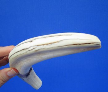 11 inches Large Warthog Tusk (<font color=red> 7 inches Solid</font>) (Has some cracks) for $68.99