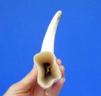 11 inches Large Warthog Tusk (<font color=red> 7 inches Solid</font>) (Has some cracks) for $68.99
