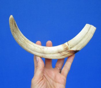 11-7/8 inches Huge African Warthog Tusk for Carving Ivory <font color=red>(9-7/8 inches solid) </font> - Buy this one for $69.99
