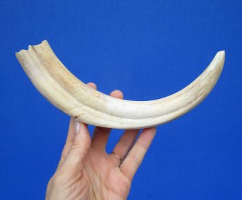 11-1/4 inches Large Warthog Tusk (<font color=red> 7-1/4 inches Solid</font>) for $68.99
