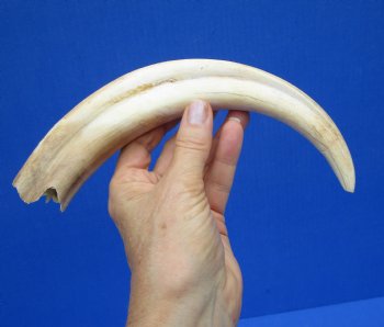 11-1/4 inches Large Warthog Tusk (<font color=red> 7-1/4 inches Solid</font>) for $68.99