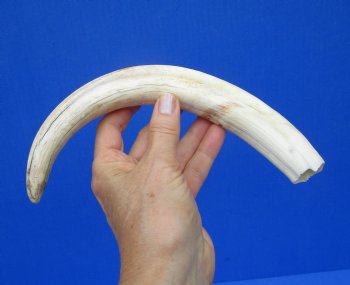 11-1/4 inches Large Warthog Tusk (<font color=red> 7-1/4 inches Solid</font>) for $68.99