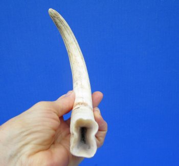 11-1/4 inches Large Warthog Tusk (<font color=red> 7-1/4 inches Solid</font>) for $68.99