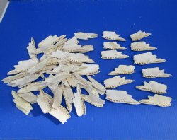 50 Alligator Top Jaw Bone Pieces for Sale - Buy these for .40 each