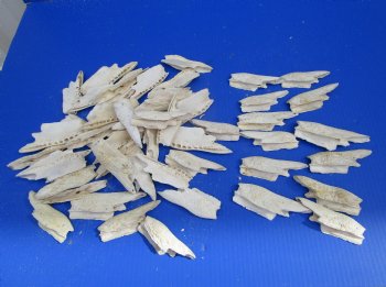 50 Alligator Top Jaw Bone Pieces for Sale - Buy these for .40 each