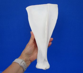  African Greater Kudu Shoulder Blade Bone, Scapula 12" x 6" - Buy this one for $24.99