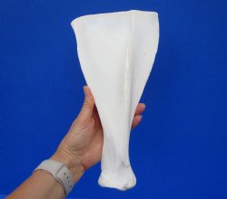  African Greater Kudu Shoulder Blade Bone, Scapula 12" x 6" - Buy this one for $24.99