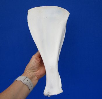  African Greater Kudu Shoulder Blade Bone, Scapula 12" x 6" - Buy this one for $24.99